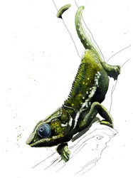 Le Caméléon sur blanc, 2019