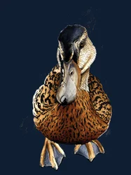 Le Canard sur bleu nuit, 2020