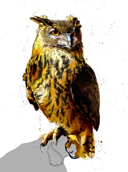 Le Hibou Grand-Duc sur Blanc
