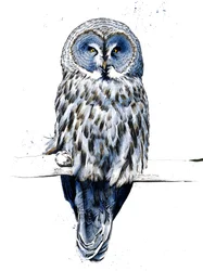 Le Grand Hibou Gris sur Blanc, 2019