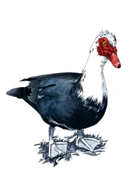 Le canard musqué sur blanc, 2020