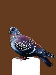 Le Pigeon sur Orange Brûlé