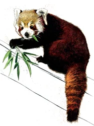 Le panda roux sur fond blanc, 2020