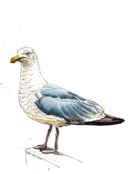 La mouette sur blanc, 2020