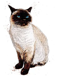 Le chat siamois sur blanc, 2020
