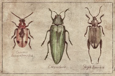 Trio vintage sur la taxonomie des insectes