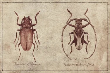 Duo Vintage Insecta