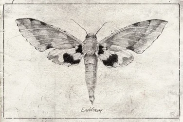 Les ailes de l