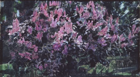 Lilas