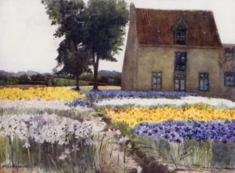 Iris espagnols
