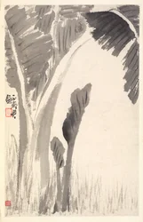 Plants de bananiers, 1788