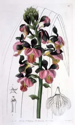 Orchis Lissochilus Roseus, publié par I. Ridgway