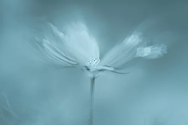 Fleur bleue de rêve