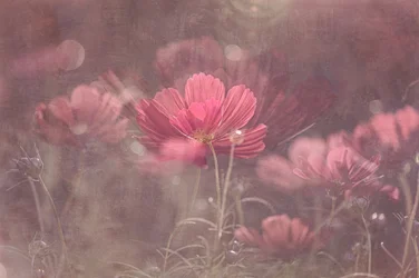 Cosmos rose de rêve