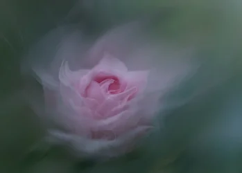 Rose rose de rêve