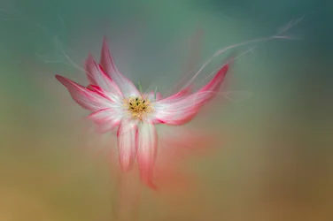 Fleur rose éthérée