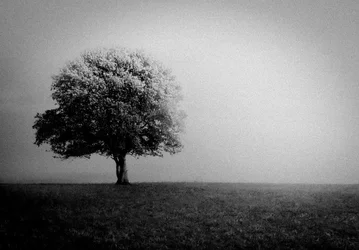 Un arbre solitaire dans la brume