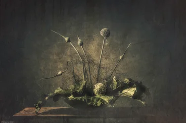 Nature morte botanique sombre