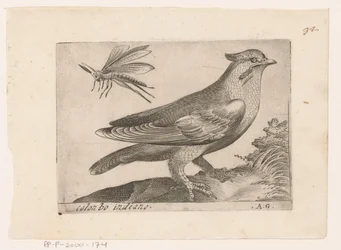 Jaseur boréal (Bombycilla garrulus) (Vogels)