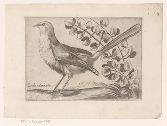 Oiseau