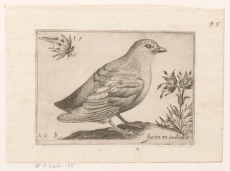 Oiseau
Passra Indiana (titre sur l