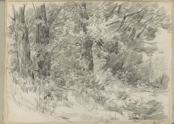 Paysage forestier