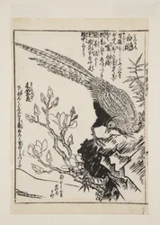 Faisan et magnolia