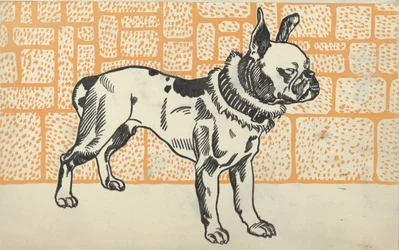 Pitbull Terrier, 1912