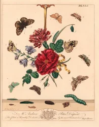 Papillon de nuit, Phlogophora meticulosa, crochet de chêne, Watsonalla binaria, papillon de nuit Mother Shipton, Callistege mi, papillon tacheté, Pararge aegeria, crochet barré, Watsonalla cultraria, marque brune de Chine, Elophila nymphaeata, et demoisell