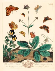 Fritillaire grasse, Euphydryas aurinia, fritillaire brun foncé, Fabriciana adippe, papillon de nuit à trois bandes, Aplocera plagiata, jaune tacheté, Pseudopanthera macularia, et papillon de nuit cramoisi et or, Pyrausta purpuralis, sur scabieuse du diable