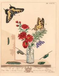 Papillon machaon, Papilio machaon. Lithographie en couleur à la main d