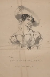 La fleur de Cambria, lithographie par C.G. Childs, 1830