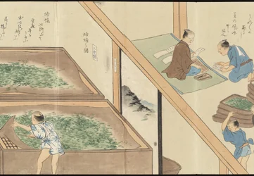 Illustrations de la production du thé Uji