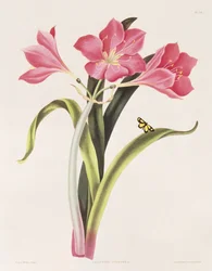 Amaryllis purpurea, planche 39 de 