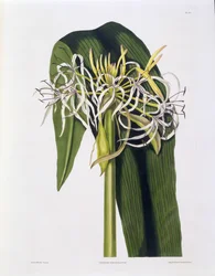 Crinum Declinatum, Planche 43 de 
