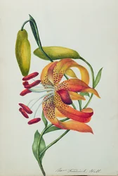 Lys tigré