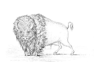 Buffle, 1841