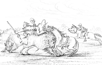 Buffalo attaquant un cow-boy à cheval, 1841