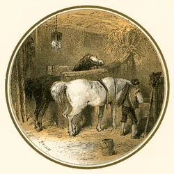 Chevaux dans l