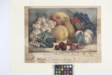 Fruits de la saison