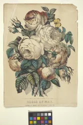 Roses de mai