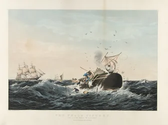 La pêche à la baleine : Le cachalot 