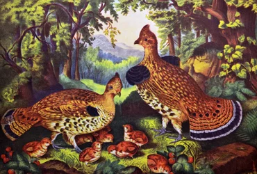 La famille heureuse, gélinotte huppée et ses petits