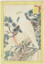 N° 1, faucon blanc et pin à cinq aiguilles, 1859