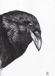 Corbeau ou corneille