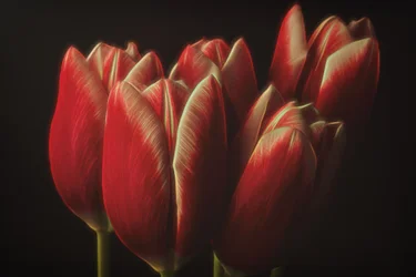 Tulipes rouges mélancoliques