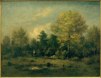Paysage avec étang dans la forêt
