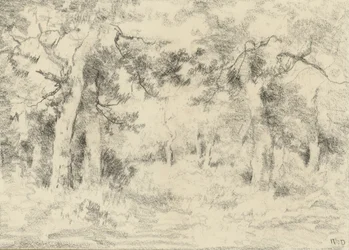 Paysage forestier en été