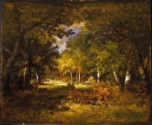 Scène de forêt