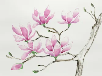 Magnolias rose pâle
